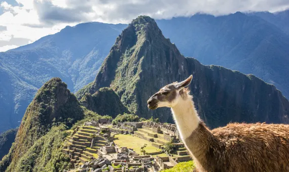 Una llama pastando con las ruinas de Machu Picchu y la montaña Huayna Picchu de fondo en Perú. Viajes a Perú, fauna andina y turismo arqueológico